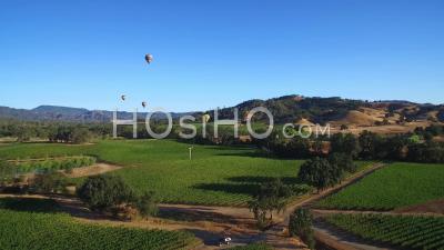 Vue Aérienne Sur Les Rangées De Vignes Dans Le Comté De Sonoma En Californie Du Nord Avec Des Montgolfières à Distance - Vidéo Drone