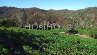Vue Aérienne Le Long D'une Colline Sur Des Rangées De Vignes Dans Le Comté De Sonoma En Californie Du Nord - Vidéo Drone