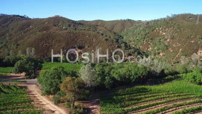 Vue Aérienne Le Long D'une Colline Sur Des Rangées De Vignes Dans Le Comté De Sonoma En Californie Du Nord - Vidéo Drone