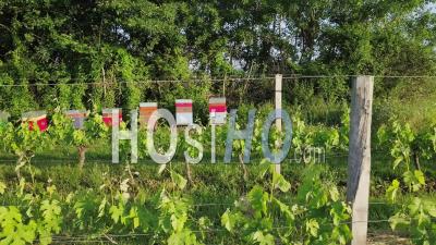 Hives In Vineyards In Spring At Sunset, Video Drone Footage