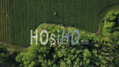 Tractors Working In Vineyard, Video Drone Footage