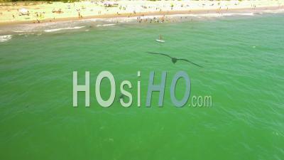 Aerial View Over A California Beach With A Great White Shark Swimming Offshore - Video Drone Footage