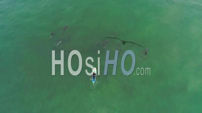 Aerial View Over Dolphins Swimming With A Paddleboarder In The Ocean Near Malibu, California - Video Drone Footage