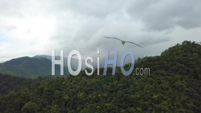 Vue Aérienne Sur La Forêt Tropicale Et La Jungle Du Guatemala Ou D'amérique Centrale - Vidéo Drone