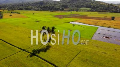 Vue Aérienne Des Rizières Récoltées à Sibalom, Philippines- Vidéo Drone