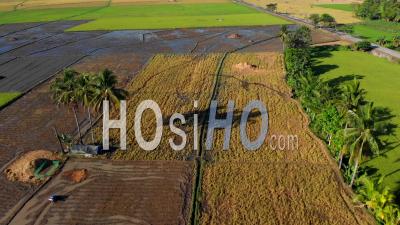 Palm Trees Next To Rice Paddy Fields, Philippines - Video Drone Footage