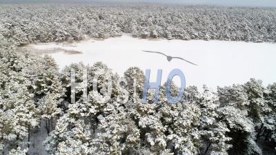 Forêt De Pins Recouverte De Neige Avec Un Lac Gelé, Suède - Vidéo Drone