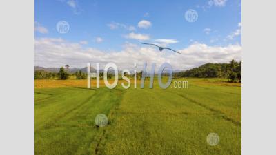 Green Rice Fields With Mountain Background, Philippines, Drone View - Aerial Photography