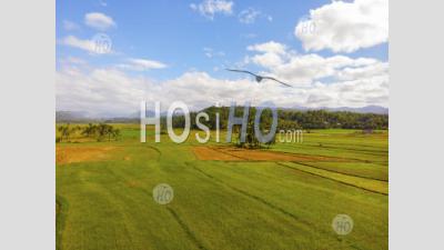 Green Rice Fields With Mountain Background, Philippines, Drone View - Photographie Aérienne