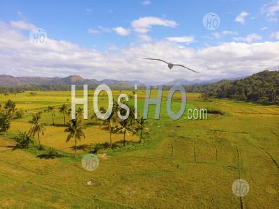 Green Rice Fields With Mountain Background, Philippines, Drone View - Aerial Photography