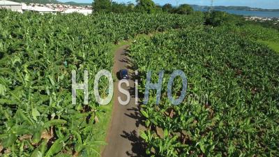 Aerial View Of A Car Driving Trough Banana Plantation - Video Drone Footage