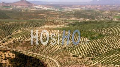 Aerial View Of (wide Shot) View Of Olive Plantations With Villages In Background
