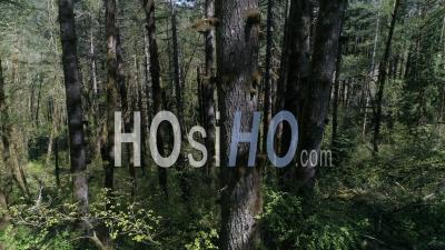 Vue Aérienne D'une Forêt Composée Principalement De Sapins De Douglas - Vidéo Drone