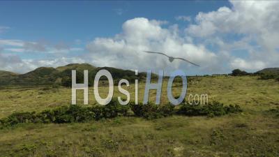 Paysage Verdoyant Sur L'île De Pico Aux Açores Vidéo Drone