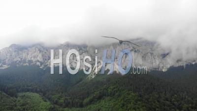 Rivière De Montagne Et Forêt - Vidéo Drone