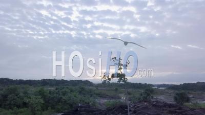 Vue Aérienne D'un Arbre Dans La Forêt Amazonienne Avec Des Rondins Autour