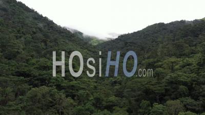 Flight Over The Rain Forest Canopy - Video Drone Footage