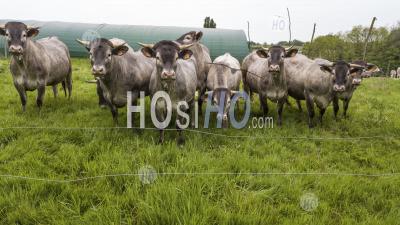 Aerial View Bazadaise Cows And Calves Daisy In The Meadow - Aerial Photography