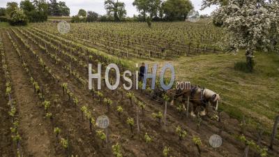 Aerial View Labour Vineyard With A Draft Horse - Aerial Photography
