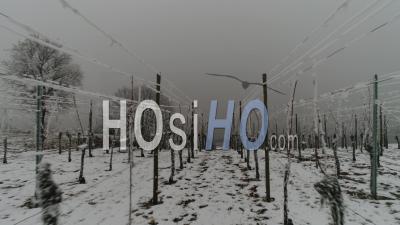 Frozen And Snowy Vineyards - Video Drone Footage