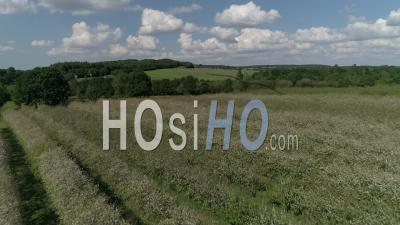 Aerial View Of A Flowering Orchard In Summer - Video Drone Footage