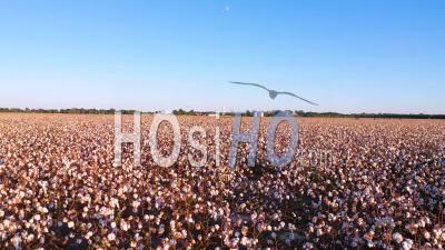 Images Aériennes D'un Système D'irrigation De L'eau En Coton Poussant Dans Un Champ Dans La Région Du Delta Du Mississippi - Vidéo Aérienne Par Drone