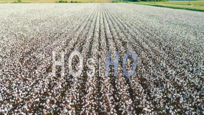 Rows Of Cotton Growing In A Field In The Mississippi River Delta Region - Aerial Video By Drone