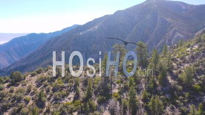 Aerial Video Over Pinyon Pine Trees Along A Ridge In The Eastern Sierra Mountains Near Lone Pine And The Owens Valley California - Video Drone Footage