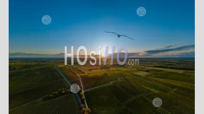 Aerial View Of Bordeaux Vineyard At Sunset - Aerial Photography