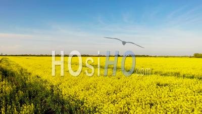 Rapeseed Field In Cambridgeshire, England, Drone Point Of View