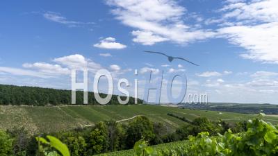 Vignoble De Chablis, Bourgogne-Franche-Comté, France