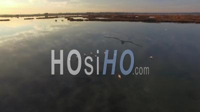 Pond And Flamingos, Aigues-Mortes - Video Drone Footage