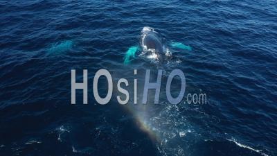 Vue Aérienne Des Baleines à Punta Cana - Vidéo Par Drone