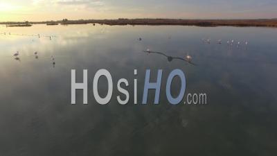 Pond And Flamingos, Aigues-Mortes - Video Drone Footage