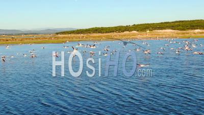 Pink Flamingos Flying Over The Pond Of Gruissan, Seen By Drone