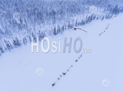 Prise De Vue Drone Photo De Traîneau à Chiens Husky Sur Un Lac Gelé Dans Un Paysage Forestier D'hiver En Laponie, Finlande