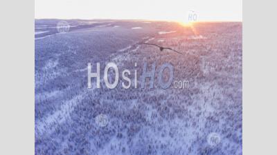 Photo Aérienne D'une Forêt D'hiver Couverte De Neige Pleine D'arbres Au Coucher Du Soleil Dans Le Cercle Arctique En Laponie Finlandaise, Finlande Drone