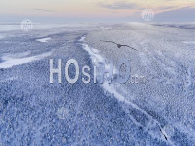 Aerial Drone Photo Of A Snow Covered Winter Forest Full Of Trees At Sunset In The Arctic Circle In Finnish Lapland, Finland