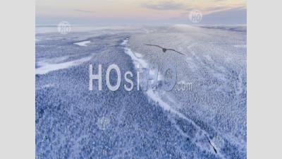 Aerial Drone Photo Of A Snow Covered Winter Forest Full Of Trees At Sunset In The Arctic Circle In Finnish Lapland, Finland