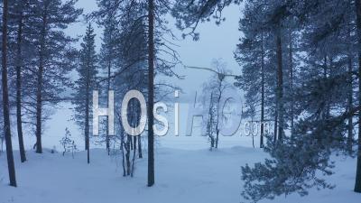Se Déplacer à Travers La Forêt Blanche Comme Neige De Laponie, Finlande - Vue Aérienne Par Drone