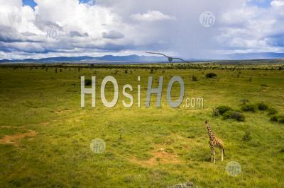 Girafe Réticulée (giraffa Camelopardalis Reticulata) à El Karama Ranch, Comté De Laikipia, Kenya - Photographie Aérienne