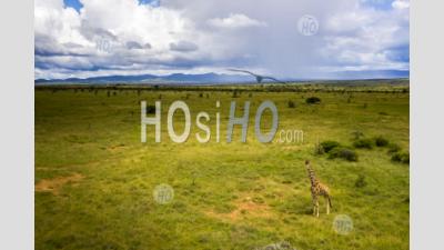 Reticulated Giraffe (giraffa Camelopardalis Reticulata) At El Karama Ranch, Laikipia County, Kenya - Aerial Photography