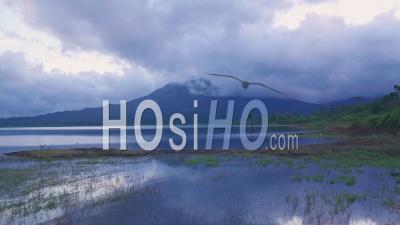 White Cranes And Arenal Volcano At Arenal Lake, Costa Rica. Aerial Drone View