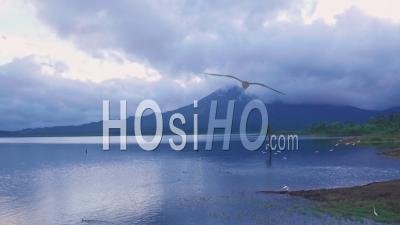Grues Blanches Volant Au Lac Arenal Près De La Fortuna, Costa Rica. Prise De Vue Drone