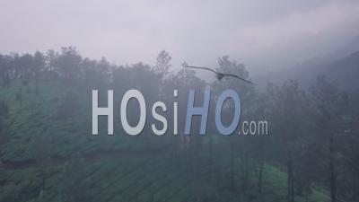 Misty Tea Plantation In The Mountains, India. Aerial Drone View