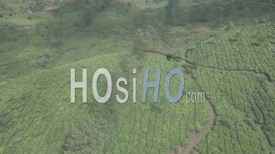 Tea Plantation Landscape In The Mountains Of Munnar, India. Aerial Drone View