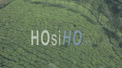 Tea Plantation Scenery In The Mountains Of Munnar, India. Aerial Drone View