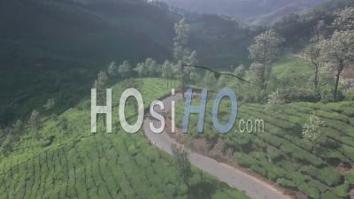 Tea Plantation Landscape In The Mountains Of Munnar, India. Aerial Drone View