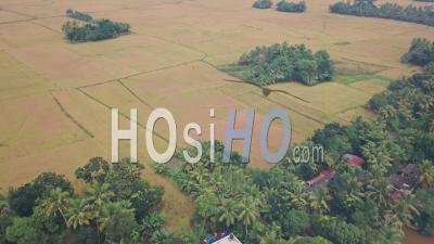Kerala Backwaters Farmland And Fields At Alleppey, India. Aerial Drone View