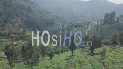 Vidéo Aérienne Par Drone Des Plantations De Thé Dans Les Indian Hills, Kerala, Lors D'une Journée Ensoleillée